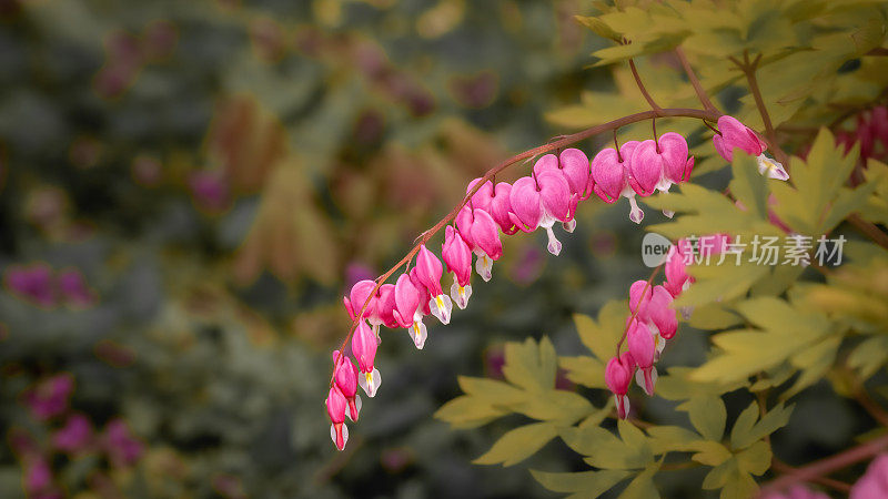 流血的心，(Lamprocapnos spectabilis)， Coeur de Marie或Cœur-de-Jeannette或Cœur-Saignant。